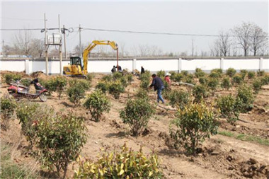 園林綠化公司科學(xué)安排苗木種植工作  確保苗木成活率