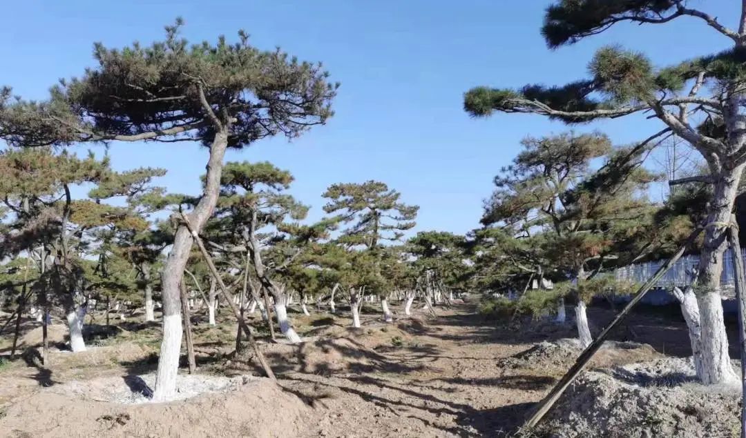 樹木涂白“披新衣” 冬季養(yǎng)護正當(dāng)時