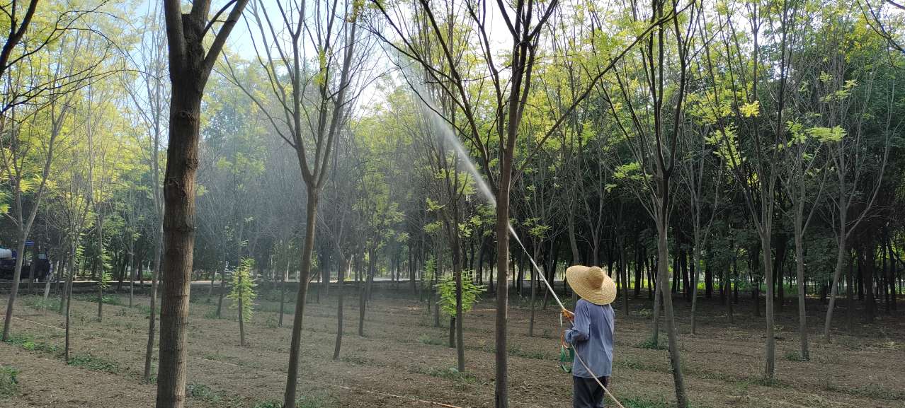 防治美國(guó)白蛾！