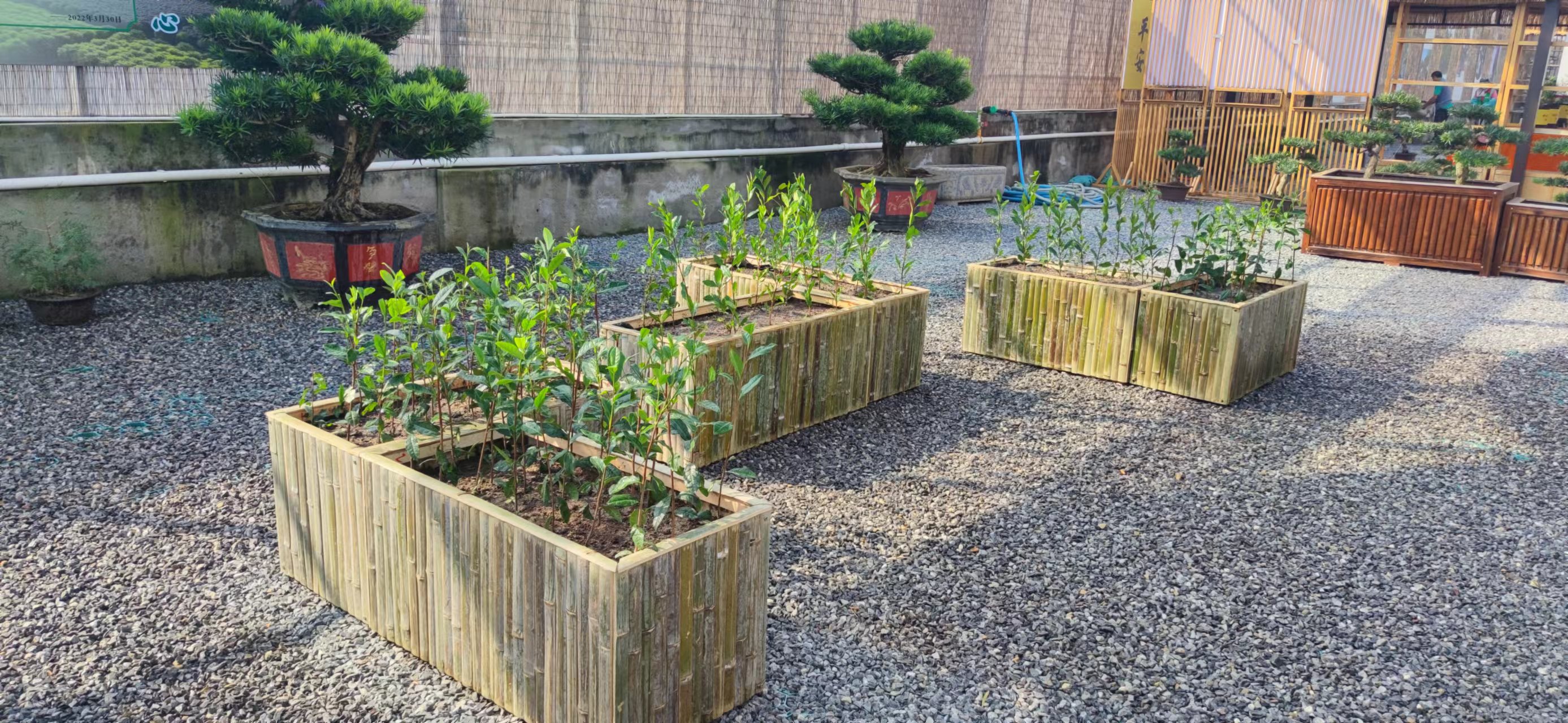 研究院開(kāi)展茶樹試種項(xiàng)目